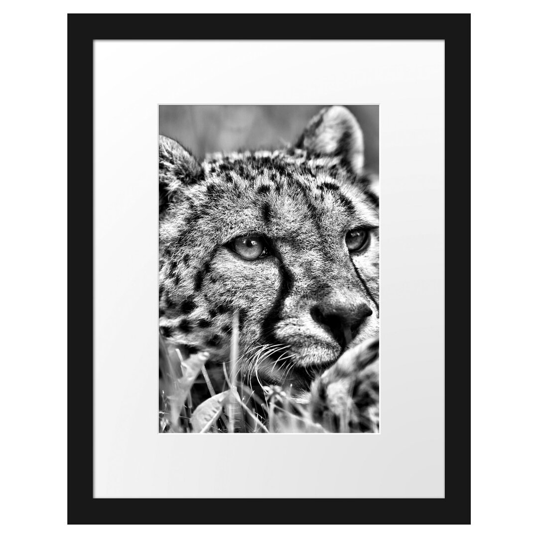 Gerahmtes Poster Gepard im Gras