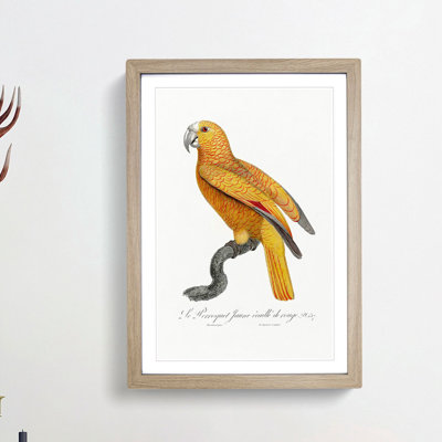 Parrot of Paradise by F. Levaillant - Framed Print