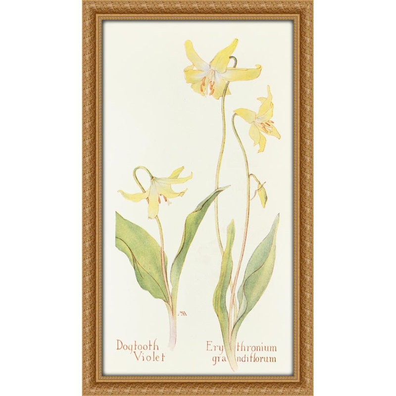 Dogtooth Violet (1915)