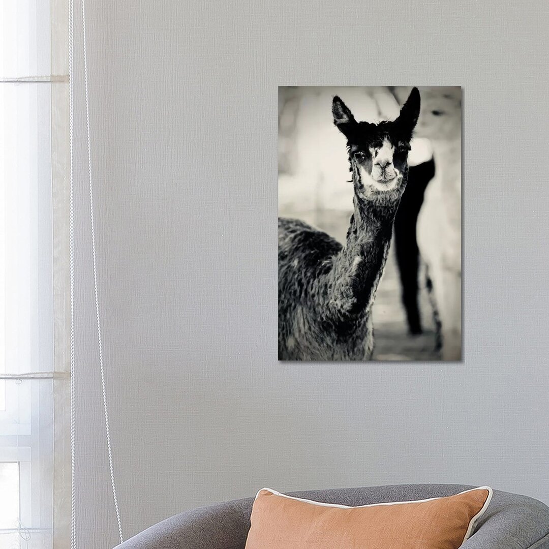 Happy Alpaca In Black And White von Susan Vizvary - No Frame Gallery-Wrapped Canvas Giclée on Canvas