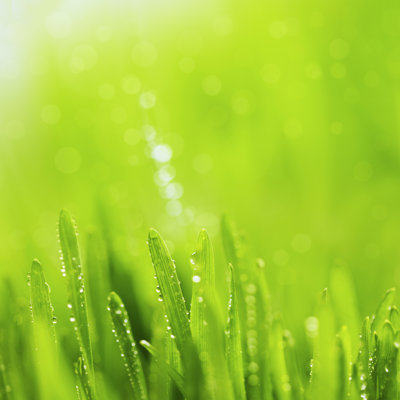 Fond d'herbe verte par Ithinksky