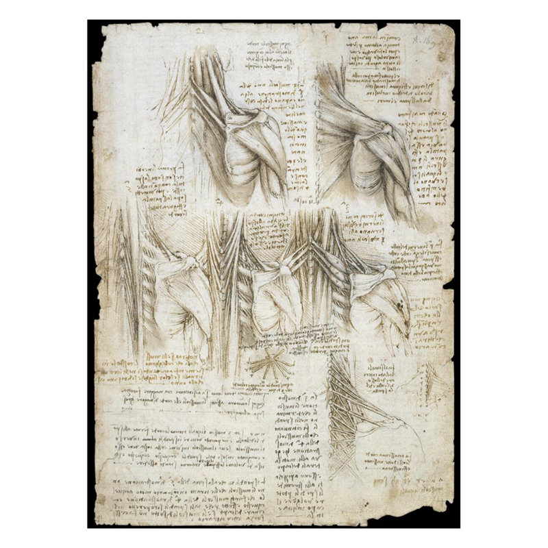 Dessin des muscles de la colonne vertébrale par Leonardo Da Vinci - Estampe numérique, H 28 po x l 22 po