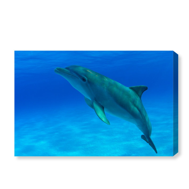 «Bottlenose Dolphin Bahamas» par David Fleetham - reproduction de photo sur toile tendue, H 10 po x l 15 po x P 1,5 po