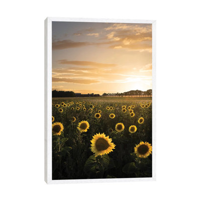 Sunflowerfield In Sweden by Christian Lindsten - Print on Canvas