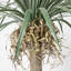 Dragon artificiel 90,08 "en pot-97945415
