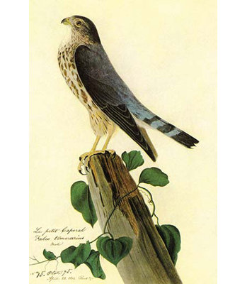 " Pigeon Hawk " by James Audubon