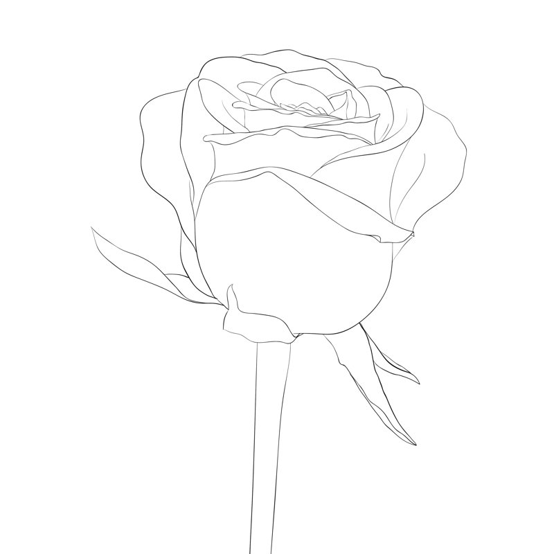 " Rose Bud With Stem ", 30" H x 30" W