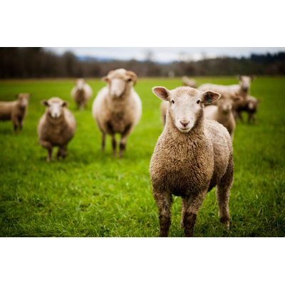 Herd of Curious Sheep 1 Piece Wrapped Canvas Wall Art