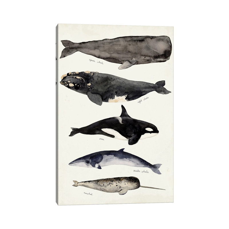 Whale Chart I by Victoria Barnes - Wrapped Canvas Painting, 66.04 cm H x 45.72 cm W x 3.175 cm D