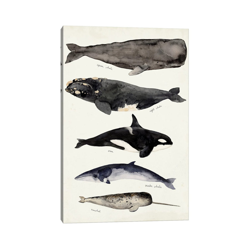 Whale Chart I by Victoria Barnes - Wrapped Canvas Painting, 66.04 cm H x 45.72 cm W x 1.91 cm D