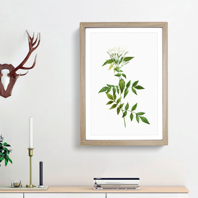 Jasmine Flowers by Pierre-Joseph Redoute - Picture Frame Graphic Art Print