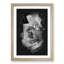 Rose Flower - Picture Frame Graphic Art Print-56857648-56857649