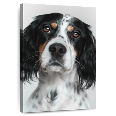 Setter anglais Brampt