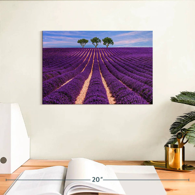 Rangées de lavande Alvord Provence Summer, H 8 po x l 12 po