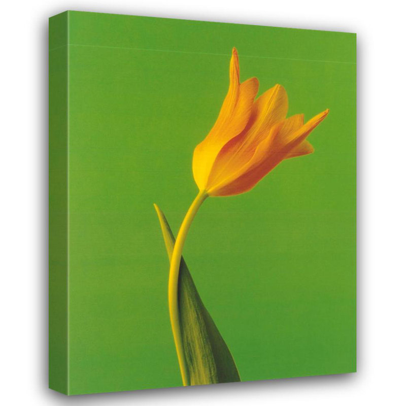Tulipe, H 37 po x l 28 po