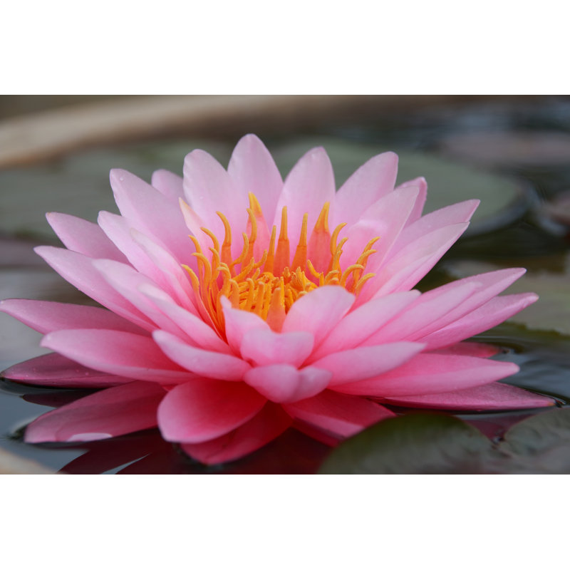 Lotus - photographie sur toile tendue, H 8 po x l 12 po