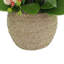 Orchid and Curly Willow in Decorative Rope Pot