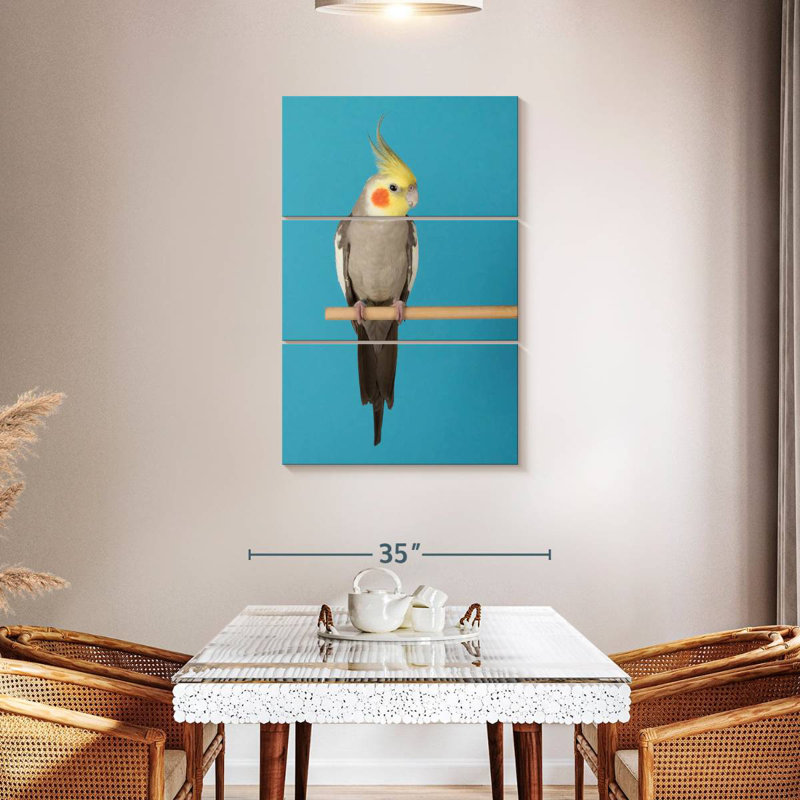 Cockatiel Brampt sur bleu