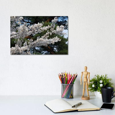 Cherry Blossom Flowers Against Pine Tree, Hiraizumi, Iwate Prefecture, Japan I by Panoramic Images - Wrapped Canvas Print