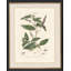 Decandria Monogynia II Print