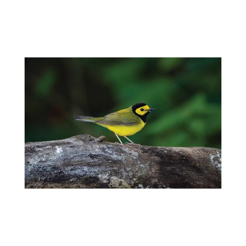 Hooded Warbler (Wilsonia Citrina) On Limb by Larry Ditto - Wrapped Canvas Gallery-Wrapped Canvas Giclée