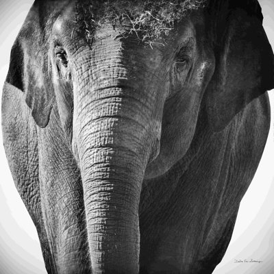 " Elephant I No Border "