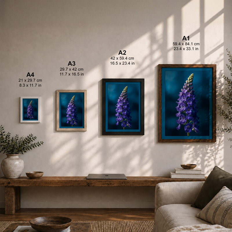 Lupine Study Botanical - Framed Print, Oak, A4 - 29.7 x 21.0 cm