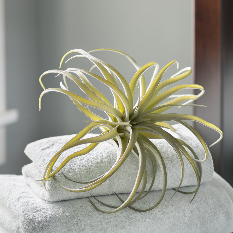 Tillandsia artificiel, Gris