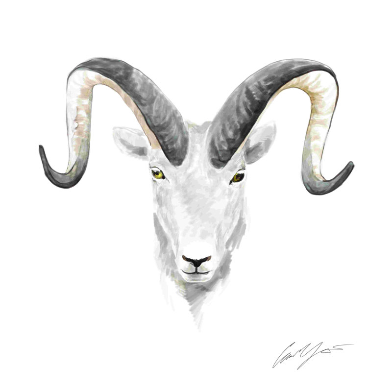Ram, H 12 po x l 12 po