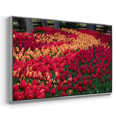 " Field Of Tulips II "