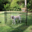 Stylos d'exercice Lucky Dog-11941707