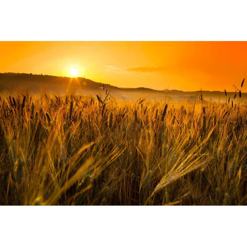 " Wheat Field " by Zonecreative, 48" W x 32" H