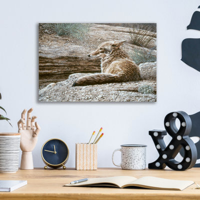 " Resting Coyote " by Ron Parker