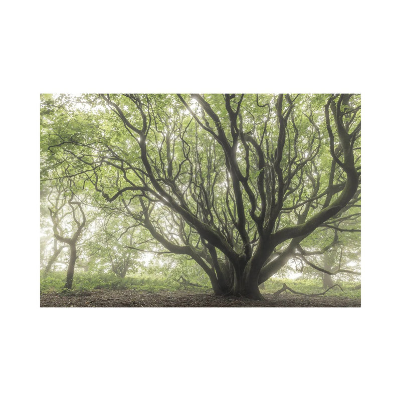 The Faraway Tree by Adam Burton - Wrapped Canvas Print, 66.04 cm H x 45.72 cm W x 1.91 cm D