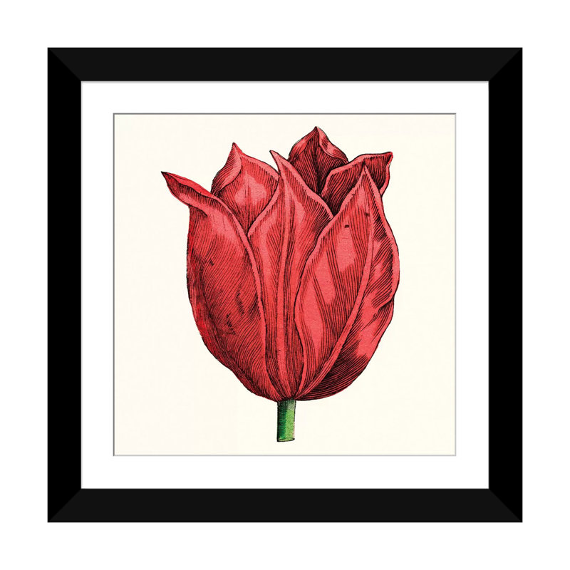 « tulip jardin ii », reproduction d’impression sur toile, H 24 po x l 24 po x P 1 po, Papier d'art encadré noir, Blanc