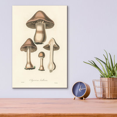 Art mural en verre acrylique épique «Agaricus bullosus» par Art Licensing Studio, 12 po x 16 po