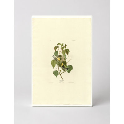 Hemlock Warbler (Plate 134) - Portrait, art mural sur toile