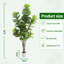 84cm Plant