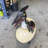 Pteranodon Dinosaur Egg Hatching Life Size Statue