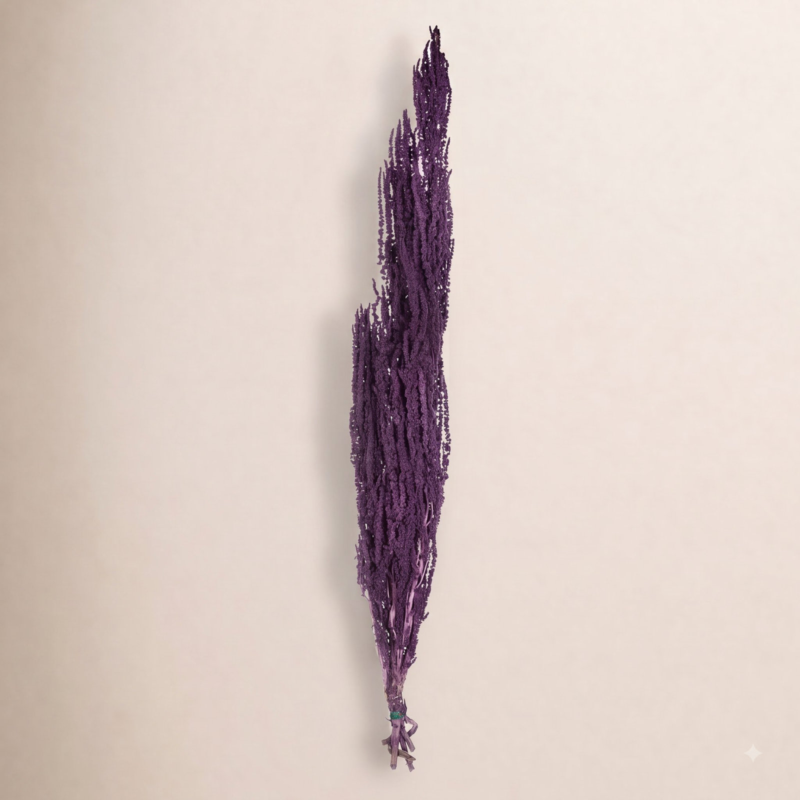 Preserved Amaranthus Stems, Violet