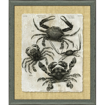 Crackled Crustacean I Print