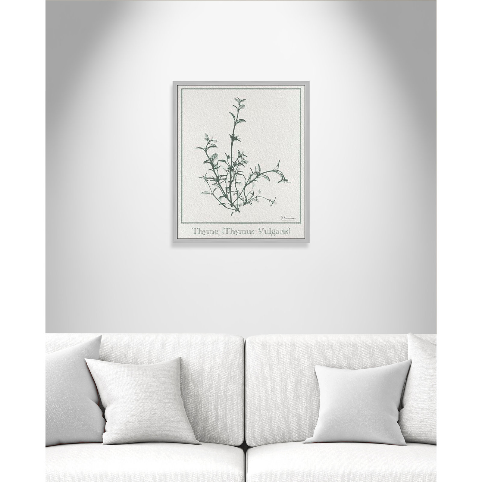 Jeanette "Thymus Vulgaris" Print, Matte Silver Framed Paper, 25.5" H x 21.5" W x 1.25" D