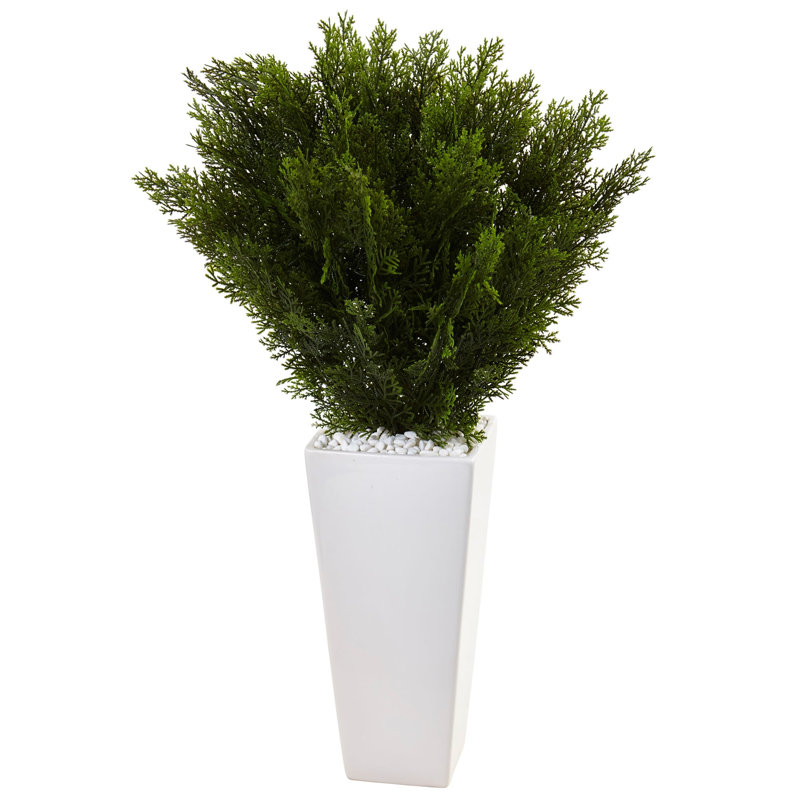 Cedar in White Tower Planter