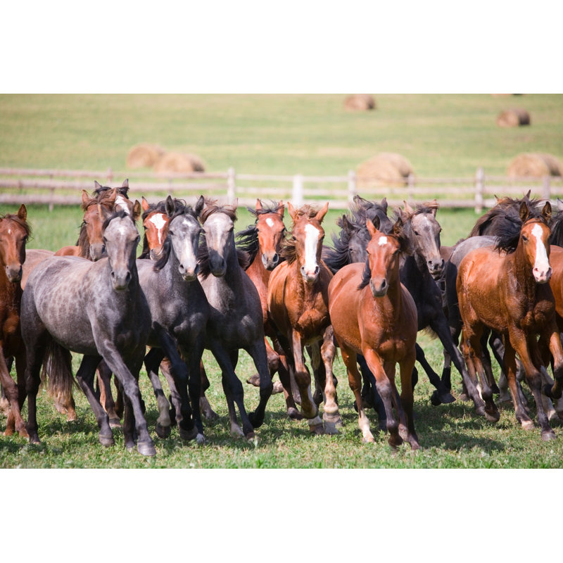 Herd of young horses 1 Piece Wrapped Canvas Wall Art, 30cm H x 46cm W