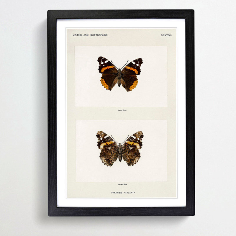 Red Admiral Butterfly by S.F. Denton - Picture Frame Painting Print, 36cm H x 27cm W x 2cm D, Black Framed