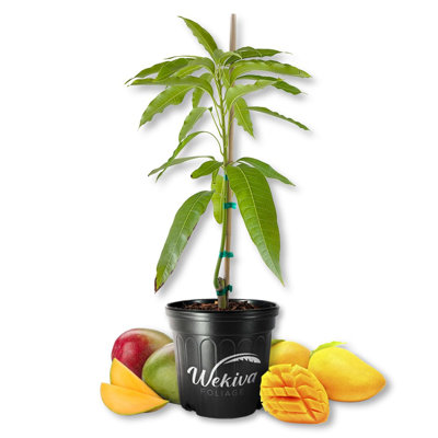 Bombay Mango Tree - Grafted - Live Plant in a 3 Gallon Growers Pot - Mangifera Indica - Beautiful Edible Fruit Bearing Tree for Patio and Garden