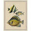 Tropical Fish With Gold Detail 1 Print