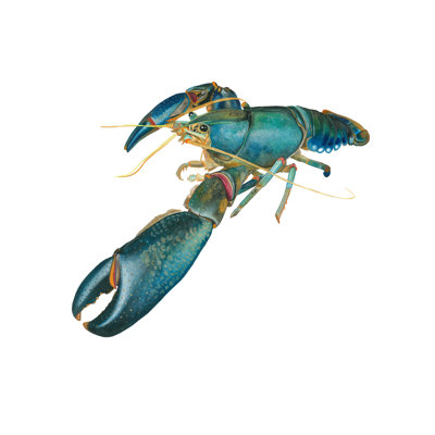 " Lobster II "