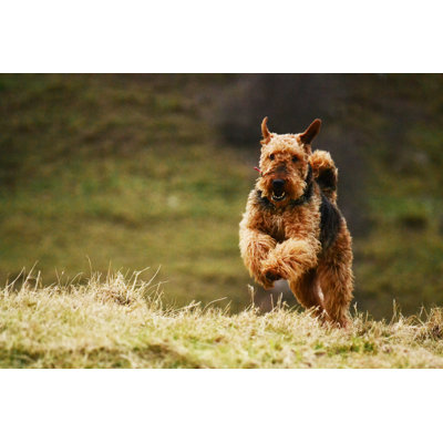 Airedale Terrier par Uwmadison - photographie sur toile tendue