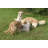 Pet Bowl-69723980